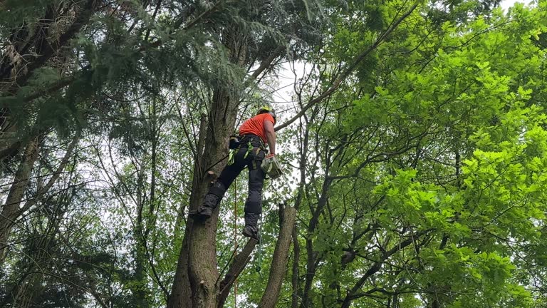 How Our Tree Care Process Works  in  Horse Shoe, NC